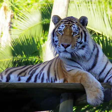 本菲卡探索公寓 招待所 Lisboa