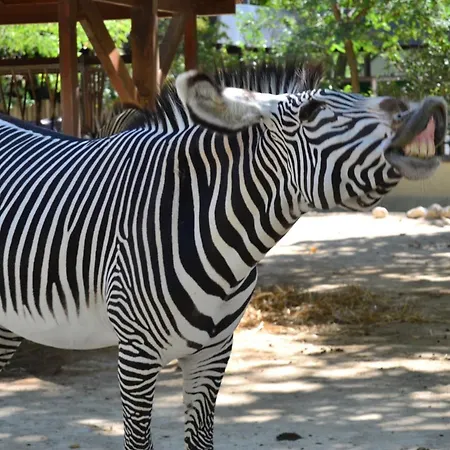 بيت ضيافة Discovery Benfica 3*
