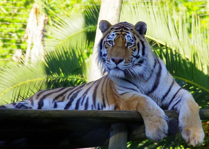Discovery Benfica Affittacamere Lisbona